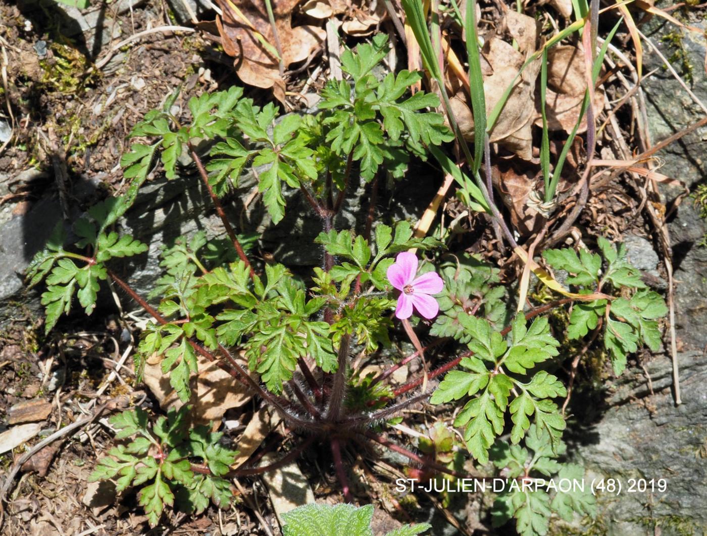 Herb-Robert plant